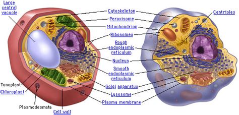 Maybe you would like to learn more about one of these? What do animal and plant cells have in common? | Socratic