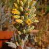 At this point i would guess that its identity is kalanchoe luciae (ssp. Kalanchoe Species, Desert Cabbage, Paddle Plant, Flapjack ...