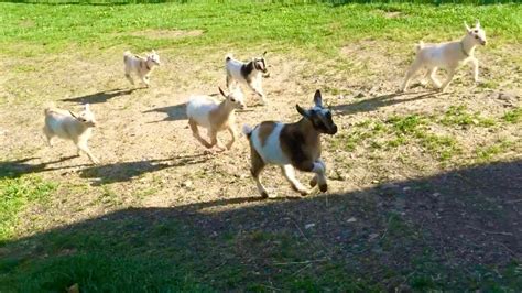 Running With Baby Goats