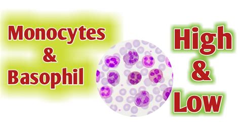 Monocytes High Basophil High Youtube