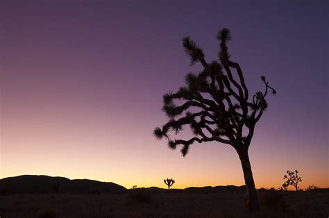 Joshua Tree Dawn Photograph By Greg Vaughn Fine Art America