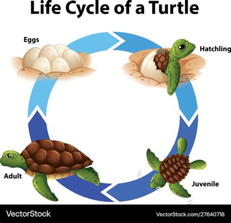Diagram Showing Life Cycle Of Turtle Vector Art At Sexiz Pix