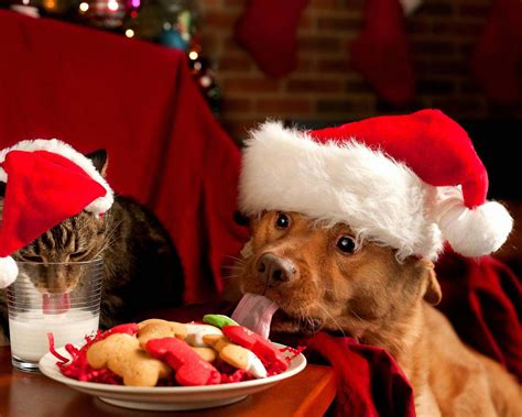 Free Download Funny Christmas Dogs 3 Hd Wallpaper Wallpaper 1920x1200