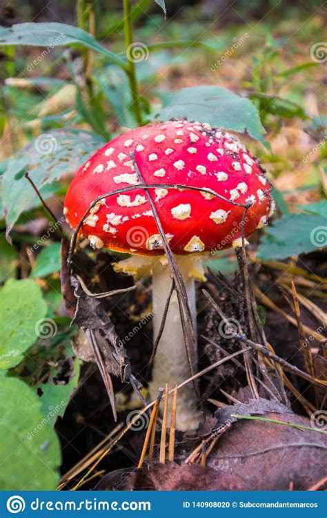 Poisonous Mushroom Fly Agaric On The Edge Of The Forest