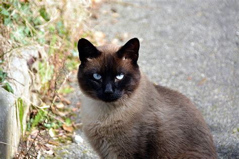 Free Images Kitten Feline Black Cat Fauna Domestic Animal