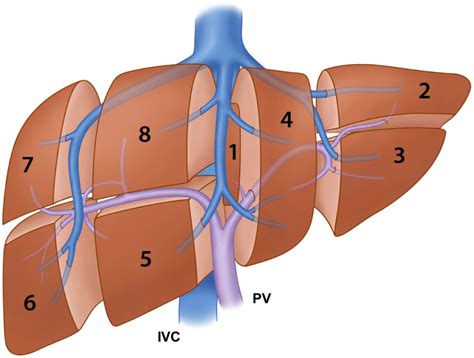 Illustration Of The Segmental Anatomy Of The Liver Based On The