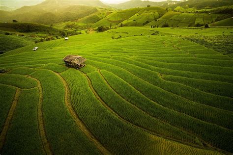 Rice Field Wallpapers Top Free Rice Field Backgrounds Wallpaperaccess