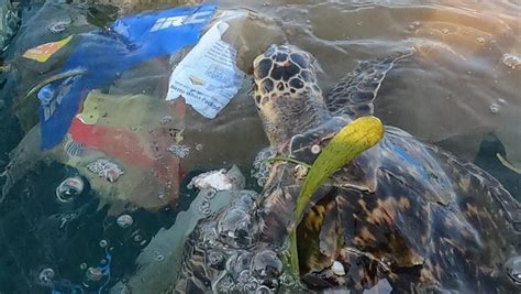 Jangan lupa di subscribe ya trimaksih. Ratusan Penyu Di Bangladesh Terluka Akibat Tumpukan Sampah di Laut - Geomaritim News