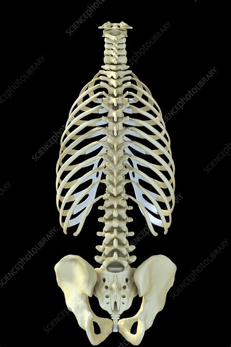 The Bones Of The Torso Artwork Stock Image C0201012 Science