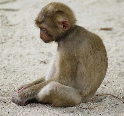 Sad Monkey Photograph By Lori Silcox