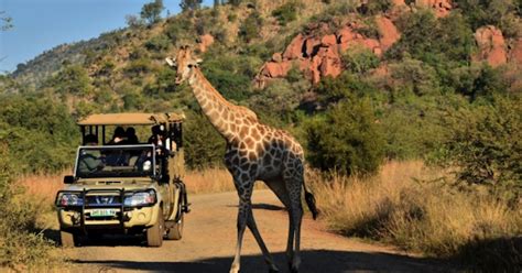 Parque Nacional De Pilanesberg Saindo De Sun City Getyourguide