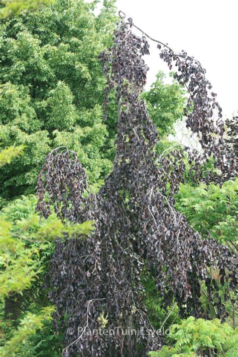 Fagus Sylvatica ‘purple Fountain Plantentuin Esveld