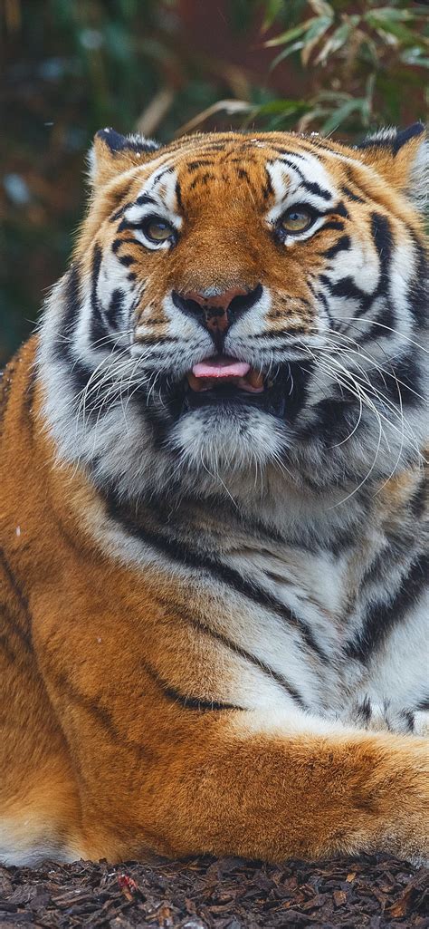 Bengal Tiger Iphone Wallpapers Free Download