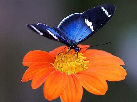 Looking for the best wallpapers? Butterfly And Flower Wallpapers - Wallpaper Cave