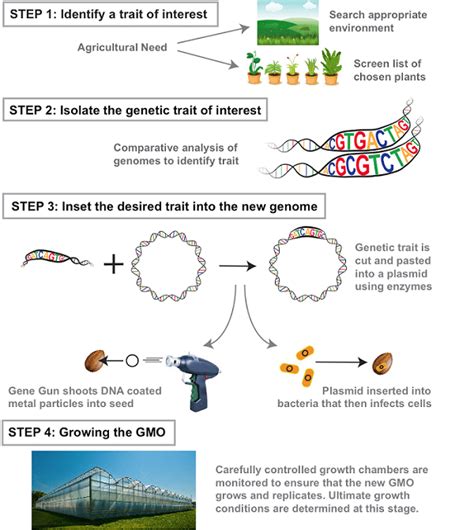 Which is a benefit of genetically modified organisms that is currently used? How Are GMOs Made? GMO vs Selective Breeding and All You Need to Know