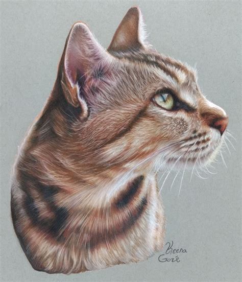 Cat Drawing Colored Pencil