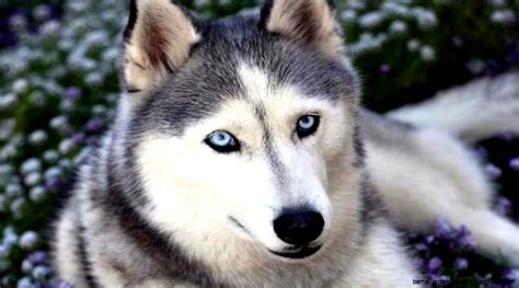 In considering our puppies for your family and home, we highly recommend that you do a lot of research on the breed to make sure they are the right breed for you; Cute Siberian Husky Puppy Wallpaper | Amazing Wallpapers