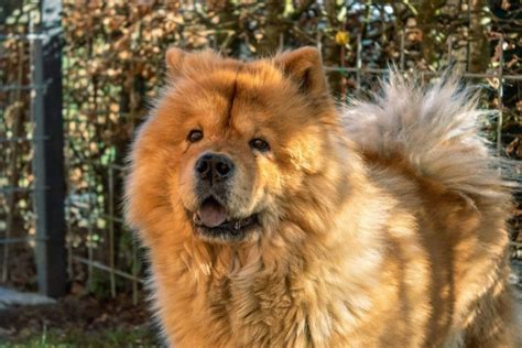 The Chow Chow Dog Breed Ultimate Guide Animalfate