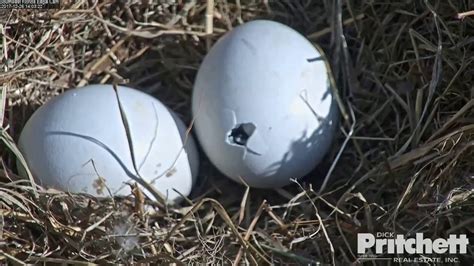 When not traveling he's obsessed with finding the best gear and travel products. SWFL Eagles ~ Egg Tooth Seen & Movement Inside Shell ...