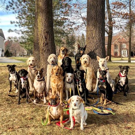 These Lovely Dogs ‘pack Walk And Pose For Pictures Together Every Day