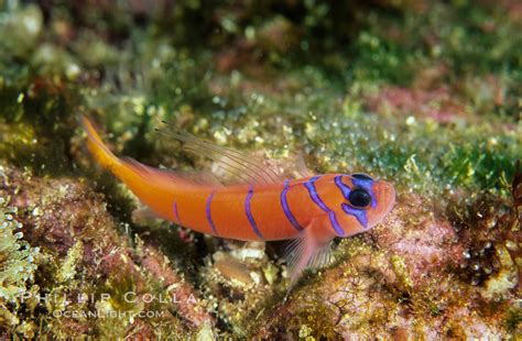 Bluebanded Goby Photo Stock Photograph Of A Bluebanded Goby
