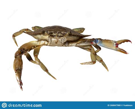 Dark Green Crab With Claws Spread Front View Isolated Stock Photo