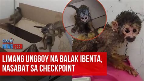 Limang Unggoy Na Balak Ibenta Nasabat Sa Checkpoint Gma Integrated