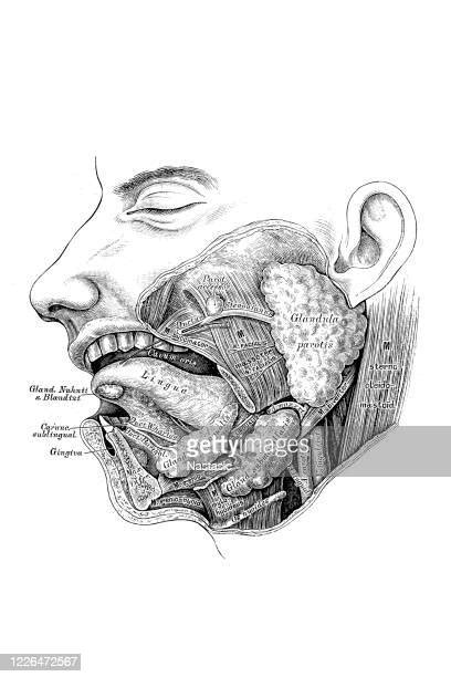 Salivary Gland Stock Illustrations Photos And Premium High Res Pictures