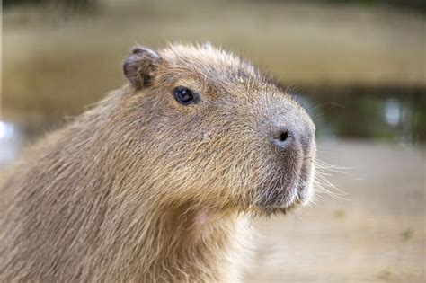 Close Up Detail Of Capybara Close Up Detail Of South American Capybara