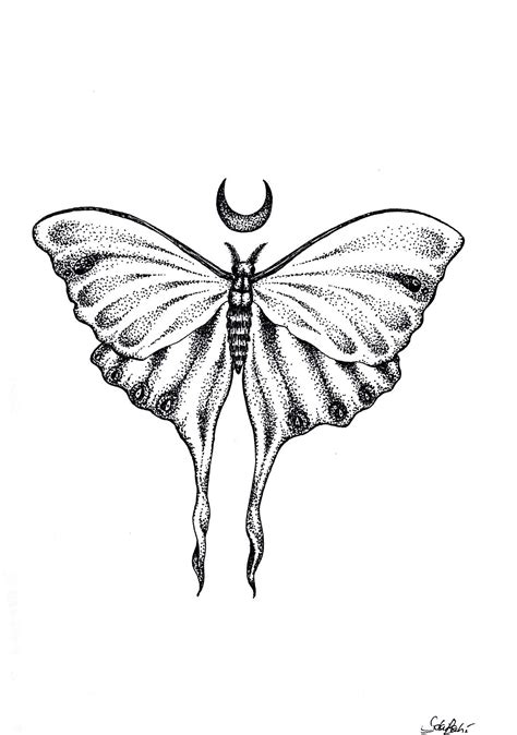 Moon Moth Tattoo Actias Luna Moon Moth Black Pen Black And White