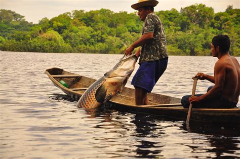 Pescadores Artesanais Do Amazonas Vão Receber Subvenção Econômica Por
