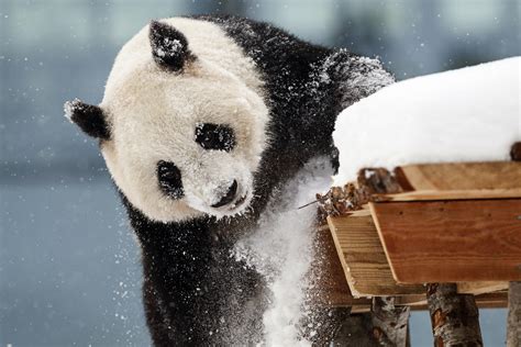 Chinese Giant Pandas Unveiled To Public In Finland Wjla