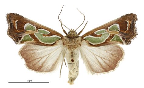Green Spangled Moth Manaaki Whenua