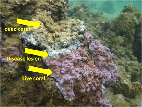Reef Response Black Band Coral Disease On Kaua I