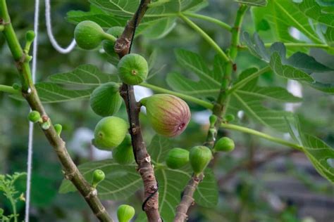 All About The Osborne Prolific Fig Minneopa Orchards
