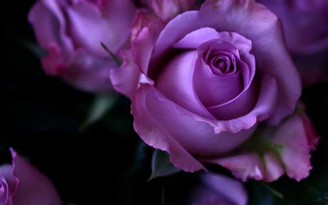 Purple And Black Rose Wallpapers Top Free Purple And Black Rose