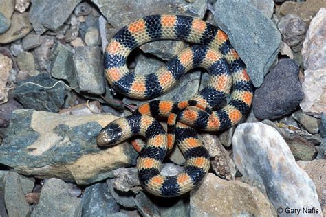 The species is endemic to north america. Sonora semiannulata (Variable ground snake)