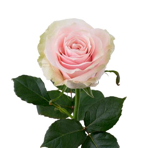 Rosa Pink Mondial Colombia Leverside Roses And Flowers
