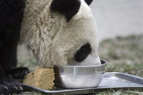 Pandas Bamboo Diet Closer To That Of Typical Meat Eater Study Cgtn