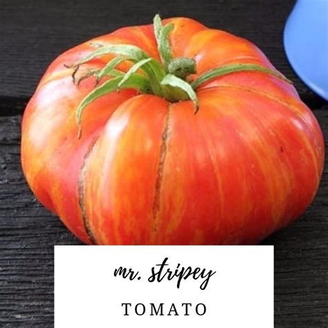 Mr Stripey Tomato Tomato Tomato Garden Seeds
