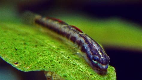 Sweet Dwarf Goby Stiphodon Percnopterygionus How To Keep And How To