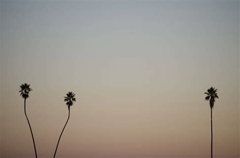 Minimalist Wallpaper Socal Sunset And Palm Trees Wallpapers