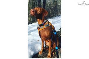 Durite vizslas is a kennel based in indiana. Akc Ch Male: Vizsla puppy for sale near Bloomington ...