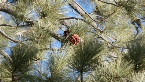 Pine Trees Native To Texas Garden Guides