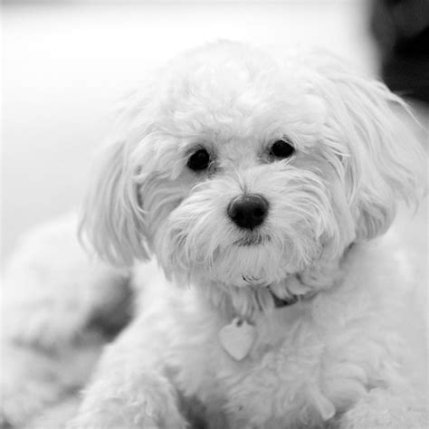 If you're ready to meet the maltipoo of your dreams right now, all you have to do is begin our matchmaker process. Find Maltipoo Puppies For Sale & Breeders In California