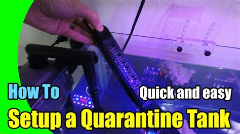 How To Setup A Quarantine Fish Tank Quick And Easy Youtube