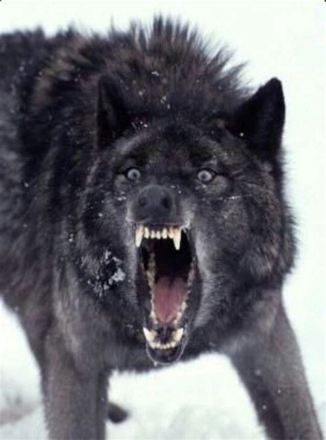 Who Stole The Weekend Angry Wolf Black Wolf Animals Beautiful