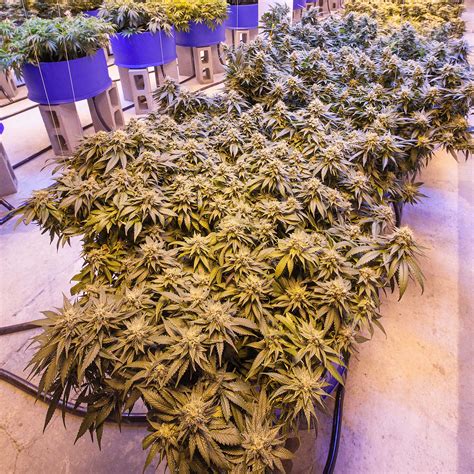 How to maximise the yield of a cannabis plant - Sensi Seeds