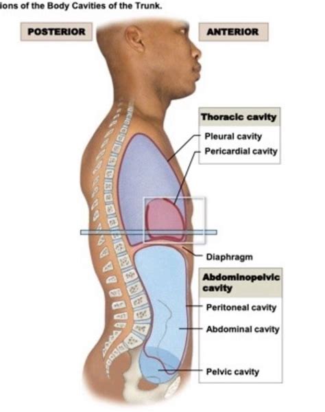 Question Where Is The Abdominal Cavity Memory
