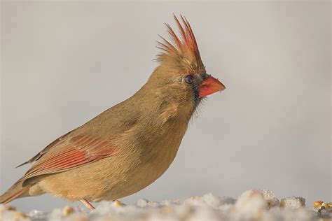 Feather Head Female Northern Cardinal Cardinalis Cardinalis